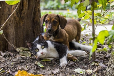 Tequisquiapan realizará feria de la adopción canina y felina