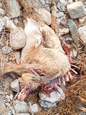 Felino Ataca Animales en la Higuera