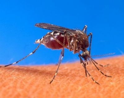 Arrecia el Dengue en Concá