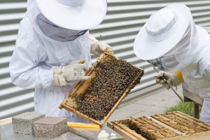 Agroquímicos matan a las colmenas en Arroyo Seco