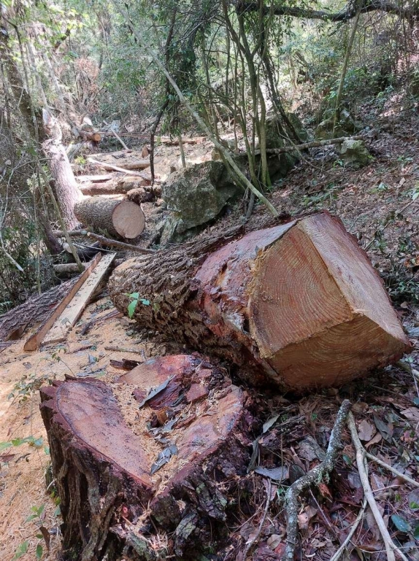 Denuncia Grupo Ecológico tala en la zona de Valle Verde