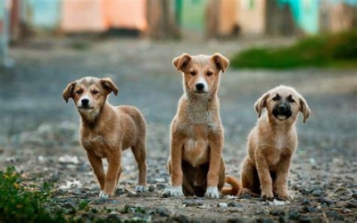 Buscará diputado que Querétaro sea Pet Friendly