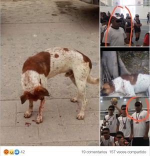 Denuncian a maestro por dispararle a un perro