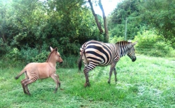 En Kenia nace una cría de  cebra y burro “zonkey”.