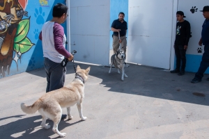 Municipio de El Marqués cuenta con un centro de Atención Animal de primer nivel.