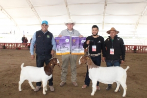 De Jalisco, el gran campeón de Caprinos Boer