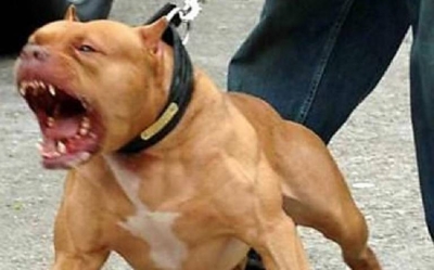 Otro ataque de un Perro Pitbull