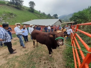 Sigue entrega de sementales de UGRQ, ahora en Agua Zarca