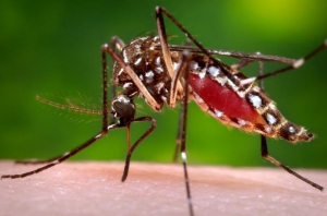 Brote de Dengue en la Sierra