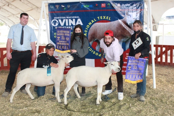 Mejora genética de ovinos, con la muestra nacional