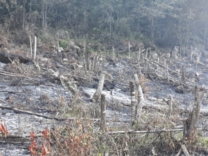 Controlados incendios en Jalpan