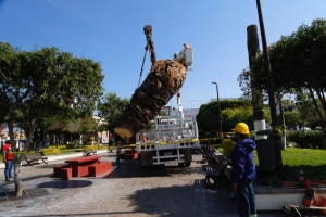 Ezequiel Montes anuncia el retiro de las palmeras del Jardín Principal.