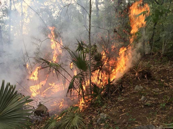 20 hectáreas consume incendio en el Pocito