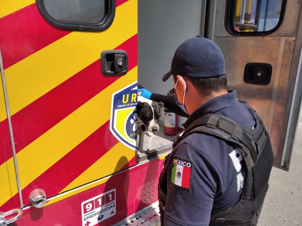 #ElMarqués | Elementos del CAAM en conjunto con SSPyTM aseguraron a dos canes por supuesto maltrato
