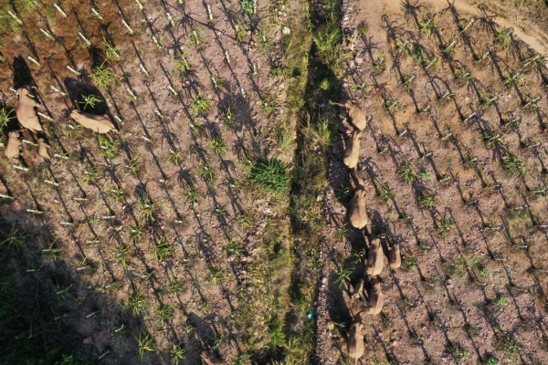 La manada de elefantes que ha recorrido más de 500 kilómetros en China