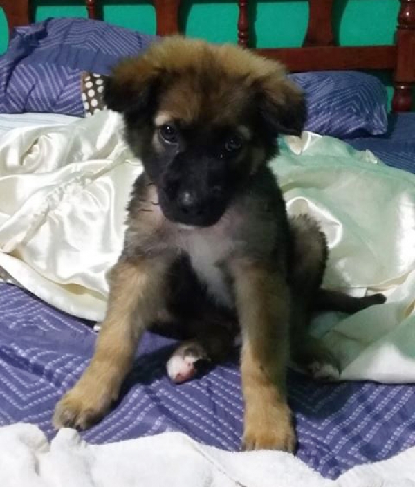 Este es Baxter, el cachorro abandonado