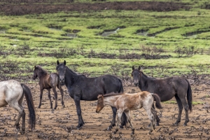 El gobierno australiano podría sacrificar a 10,000 caballos salvajes