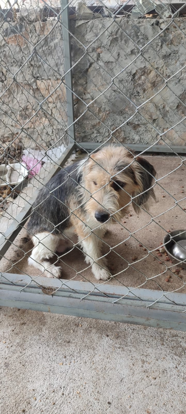 Perritos siguen en espera de sus dueños