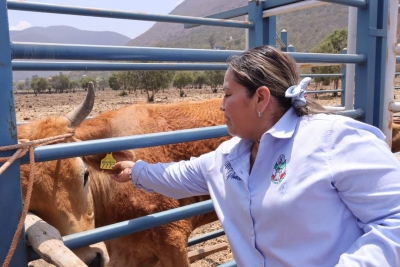 Entrega Marina Ponce apoyos a ganaderos