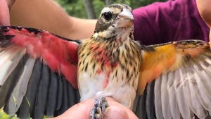 Hallan un raro pájaro mitad hembra y mitad macho