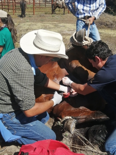 Realizan campaña de salud equina