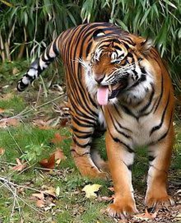 #PorSiNoLoViste | Alertan por presencia de Tigre en localidad de Guanajuato.