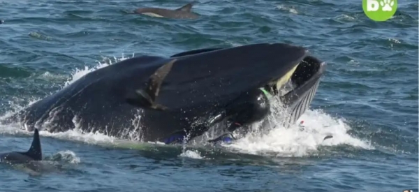 #Viral  Moderno Jonas... ¡Lo traga una ballena y vive!