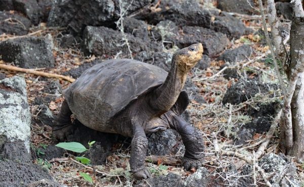 Encuentran tortuga que se creía extinta hace más de 100 años