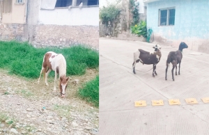 Vecinos se Queja por Presencia de Animales Sueltos