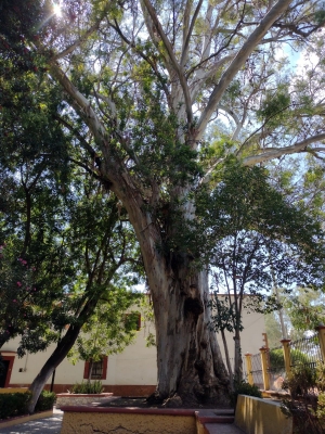 Presentan árbol emblemático de Cadereyta, plantado hace 112 años