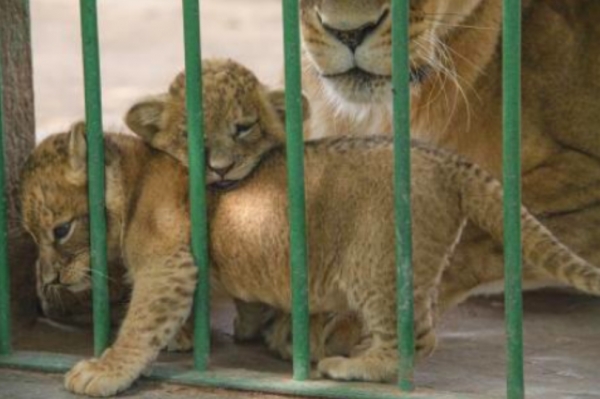 Nacen dos leoncitas en el zoológico Wamerú