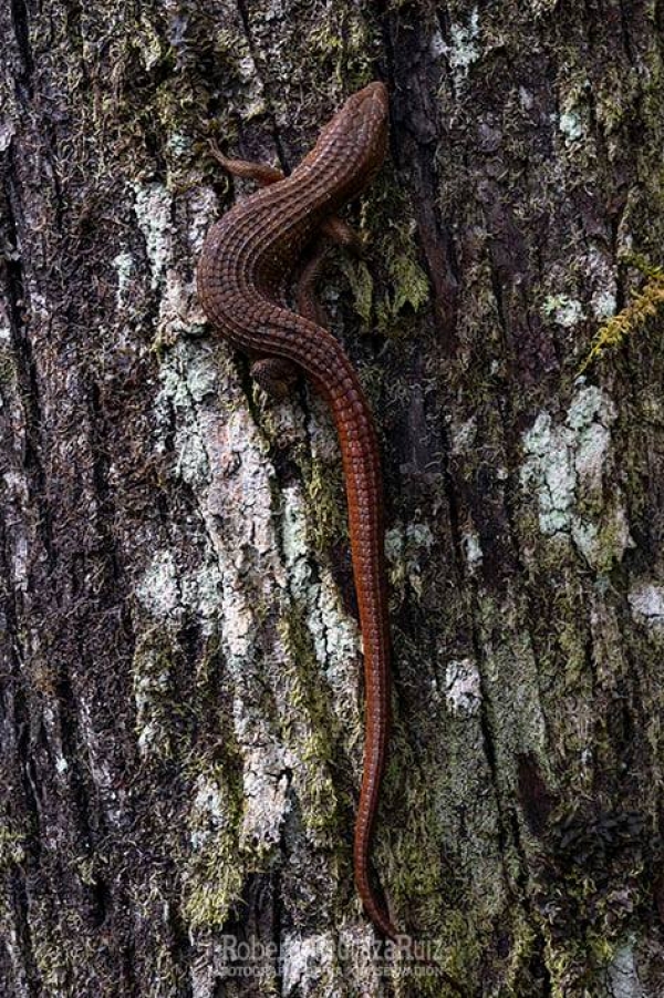 Lagarto Alicante de las Montañas, 100% inofensivo