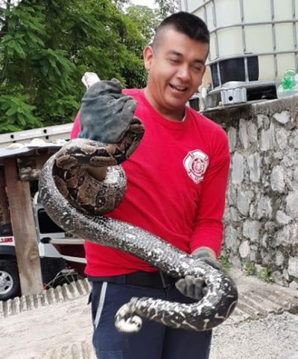 Atrapan una serpiente Boa Imperator (Navaca)