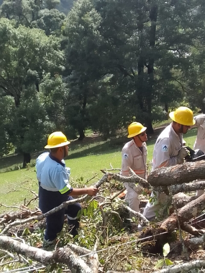 Protección Civil y CFE atienden caída de árbol sobre la línea eléctrica.