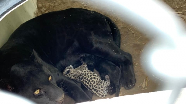 Nacen dos crías de jaguar en la UMA del parque Tangamanga