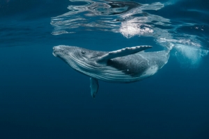 Una ballena se “traga” a un pescador frente a Massachusetts, EU; lo escupe vivo