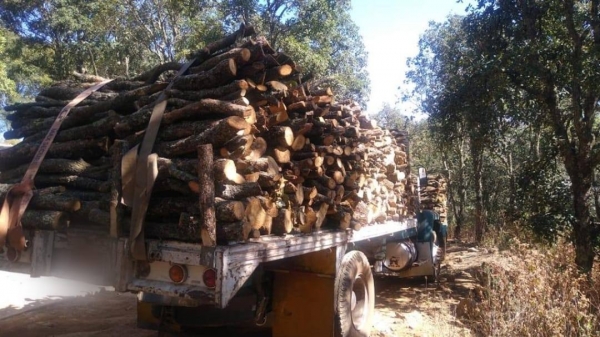 Detienen a talamontes en Amealco