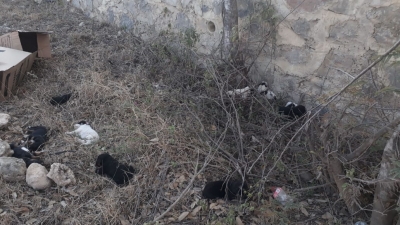 Abandonan 16 cachorritos a su suerte