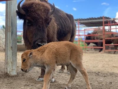 Nace el primer Bisonte Americano en el estado de Querétaro