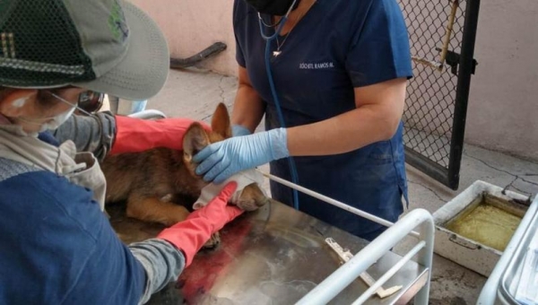 Nacen dos Lobos mexicanos