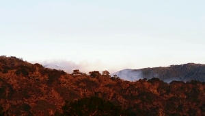 Controlado el Incendio del Madroño