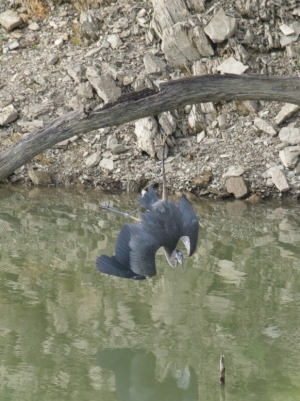 Rescatan garza gris en la presa Jalpan