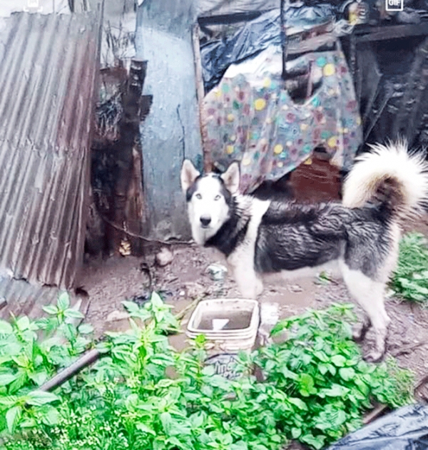 Denuncian Maltrato Animal en El Aguacate