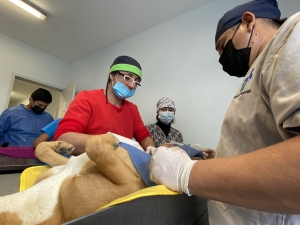 Municipio de El Marqués lleva a cabo jornada masiva de esterilización para perros y gatos