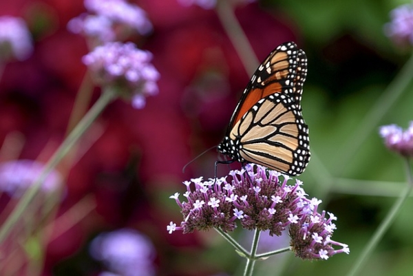 Llega la Mariposa Monarca a México