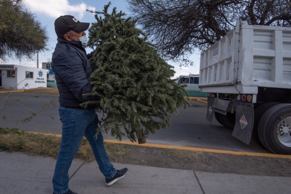 Arranca campaña de recolección de árboles de navidad en El Marqués