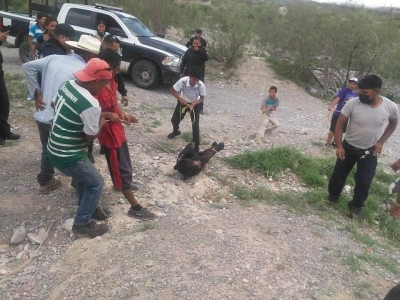 En Coahuila torturan y matan Osezno en presencia de la Policía Municipal