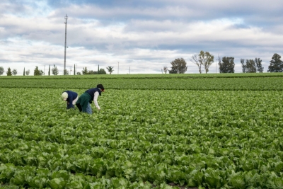 Trabajadores asegurados del sector primario aumentan a pesar de pandemia por Covid-19