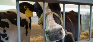 Llegaron las vacas Holstein a la Expo Ganadera 2021