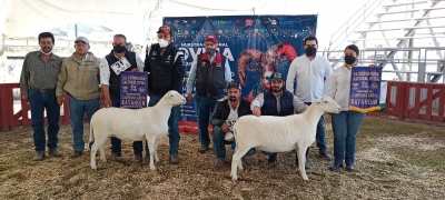 Excelente calidad en la Muestra Nacional Ovina